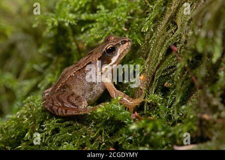 Tiny juvenile Common Frog (Rana temporaria) in deep moss in the centre of a forest Stock Photo