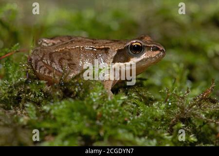 Tiny juvenile Common Frog (Rana temporaria) in deep moss in the centre of a forest Stock Photo