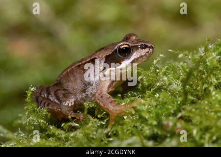 Tiny juvenile Common Frog (Rana temporaria) in deep moss in the centre of a forest Stock Photo