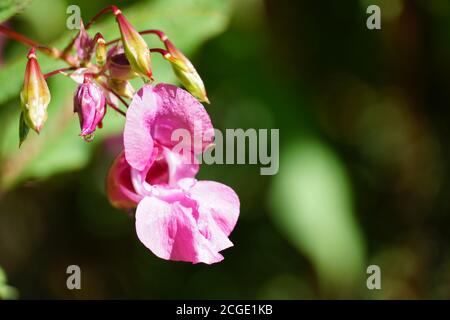 Beautiful Himalayan balsam, Impatiens glandulifera blooming flower close up photo.