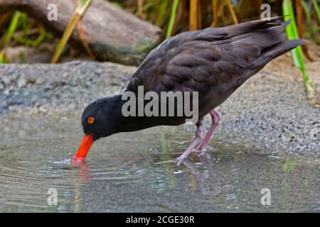 A Black Oystercatcher, Haematopus bachmani, feeding in shallow water Stock Photo