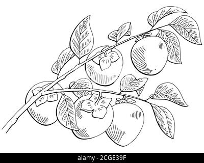 Persimmon fruit graphic branch black white isolated sketch illustration vector Stock Vector