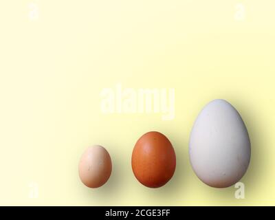 Eggs of different size on color yellow background. High quality photos. Chicken, quail and ostrich set eggs. Colored eggs for easter. Stock Photo