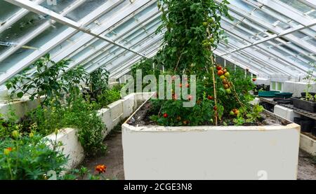 A greenhouse with flowers growing and tomatoes ripening on the vine. Stock Photo