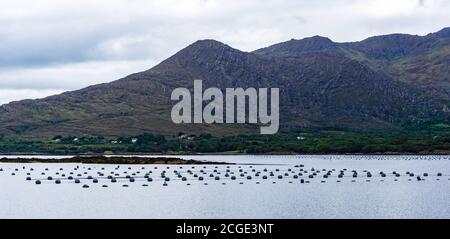 A Mussel Farm near Ardgroom on the Beara Peninsula in County Cork, Ireland. Stock Photo