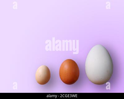 Eggs of different size on color purple background. High quality photos. Chicken, quail and ostrich set eggs. Colored eggs for easter. Stock Photo