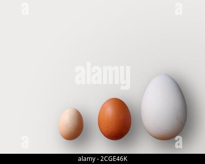 Eggs of different size on color white background. High quality photos. Chicken, quail and ostrich set eggs. Colored eggs for easter. Stock Photo