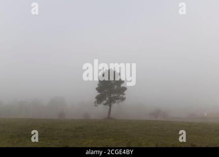 Lonely tree in a field on a foggy morning Stock Photo