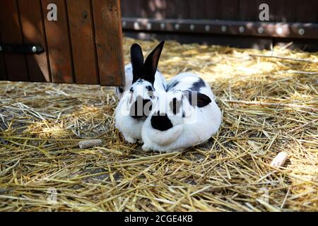 Oryctolagus cuniculus 'domestic rabbits' hugging on straw Stock Photo