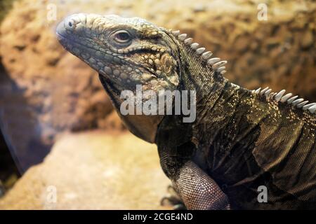 Cyciura nubila 'Cuban rock iguana'. One of the most endangered species of lizards originating from the Caribbean Stock Photo