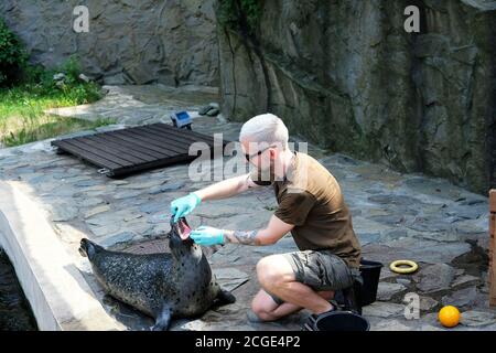 Wroclaw, Poland 08/24/2020. Man looking into the mouth of Phoca vitulina 'Harbor Seal' as part of health test carried out at the zoo. Stock Photo