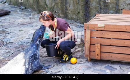 Wroclaw, Poland 08/24/2020. Woman kissing Phoca vitulina 'Harbor Seal' at the zoo. Stock Photo