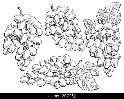 Grapes fruit graphic black white sketch illustration vector Stock Vector