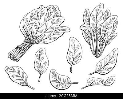 Ink Sketch Of Spinach Stock Illustration - Download Image Now - Etching,  Spinach, Engraving - iStock