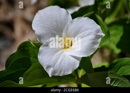 White Trillium Flower (Trillium grandiflorum) taken at Baxter Loop Rd, Honey Harbour ON, CA Stock Photo