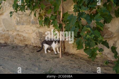 beautiful cat fun and cleverly plays with the captured mouse Stock Photo