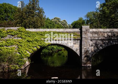 The stone bridge over the river is made of grey blocks and covered by Virginia creeper or five-leaved ivy on a sunny bright day. Stock Photo