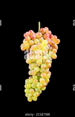 Fresh cut bunch of sweet grapes isolated on black background. Stock Photo