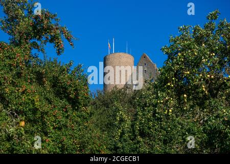 Gleiberg Castle, Burg Gleiberg, in Wettenberg Krofdorf-Gleiberg, Hesse, Germany, Europe, surrounded by apple trees Stock Photo