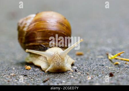 Big snail in shell, Helix pomatia also Roman snail, Burgundy snail, edible snail or escargot, crawling on road Stock Photo