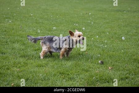 Yorkshire terrier - a small dog on the green grass in an English park in Wolverhampton Stock Photo