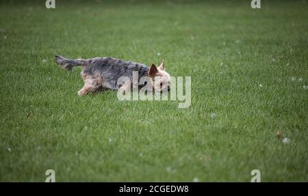 Yorkshire terrier - a small dog on the green grass in an English park in Wolverhampton Stock Photo