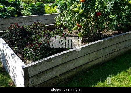 Raised bed garden, clumps of peppers and ripening tomatoes, late summer in an allotment garden Stock Photo