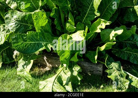 Horse-radish, Armoracia rusticana growing in raised bed garden Stock Photo