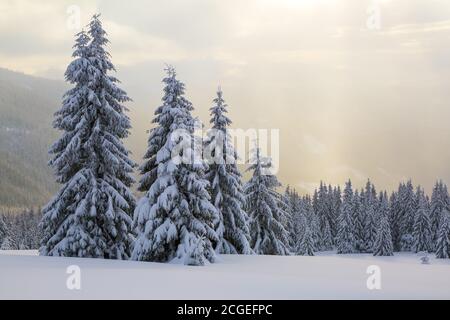 Sun rays enlighten the snowy lawn with fair trees. Majestic winter scenery. High mountain. Stock Photo
