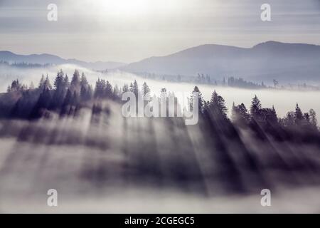 Landscape of high mountains and forests. The sun rays are shining through the fog. The play of light and shadows. Location Carpathians, Ukraine, Europ Stock Photo