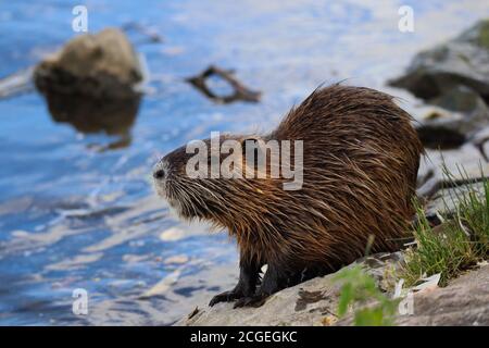 The Coypu (Myocastor Coypus) also know as Nutria is a Large, Herbivorous Semiaquatic Rodent. River Rat Stands on the Shore of Vltava River in Prague. Stock Photo