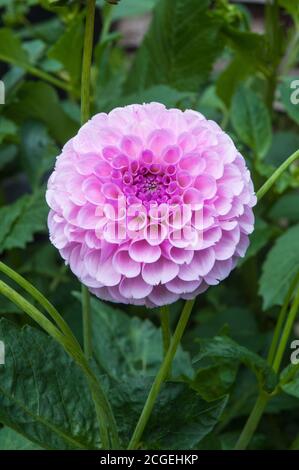 A close up of Dahlia Stolze von Berlin a pink PomPon dahlia.that flowers through summer A tuberous plant that is a deciduous perennial and half hardy Stock Photo