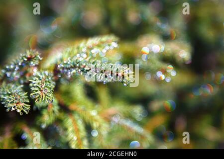 Pine tree branch in the morning dew drops on the twig leaves. Nature green background. Stock Photo