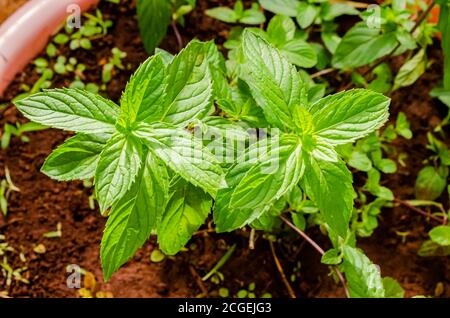 The Leaves of Small Black Mint Plant Stock Photo