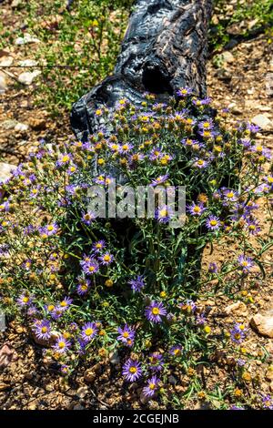 Machaeranthera bigelovii; Machaeranthera pattersonii; Asteraceae; Sunflower; wildflowers growing at site of Decker Forest Fire; Rocky Mountains, Centr Stock Photo