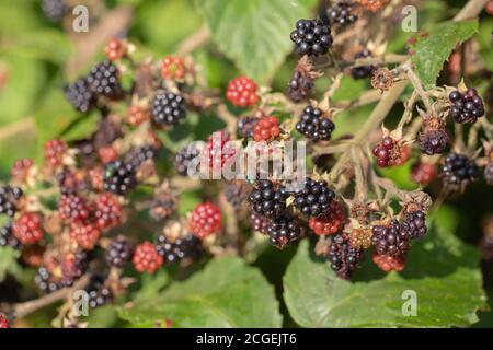Blackberries (Rubus fruticosus). Individual segments, berries, in different stages of ripening and decomposing, attracting greenbottle fly, Diptera. Stock Photo