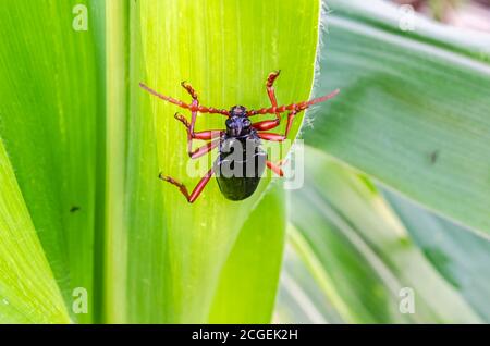 A black longhorned beetle with red feet is on the abaxial side of a corn tree leaf.
