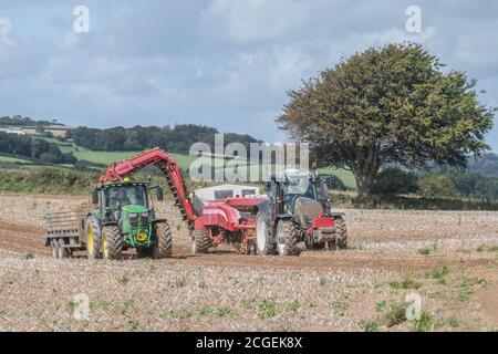 Grimme GT 170 potato harvester and John Deere 6155R tractor hauling a trailer, working in tandem. UK 2020 potato harvest, UK potato production.