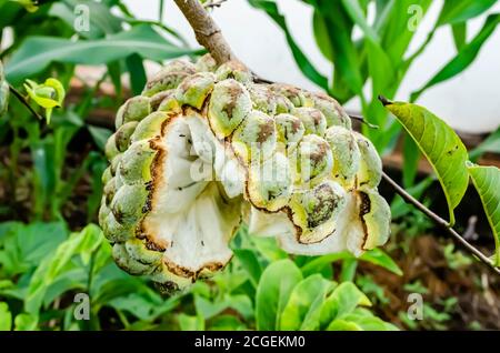.Side View Of Burst Sweetsop Stock Photo