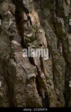 A textured surface of pine trunk. Red cooper skin of aged evergreen conifer tree. Closeup vertical photo Stock Photo