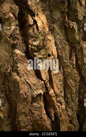 Bumpy pine bark. A textured surface of aged corrugated pine tree trunk. Amber skin of old evergreen conifer tree. Close-up photo. Stock Photo