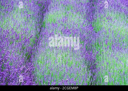 Abstract purple plants in a row, lavender field flowers lavender abstract Stock Photo