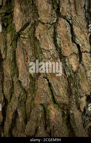 A textured, grooved surface of aged pine tree trunk in the forest. Closeup vertical image. Cracked pine bark. Stock Photo