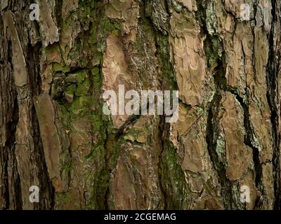 Striped, grooved and rugged pine bark. Aged patterned skin of evergreen conifer tree. Relief rind of old pine - Pinus sylvestris. Close-up picture Stock Photo