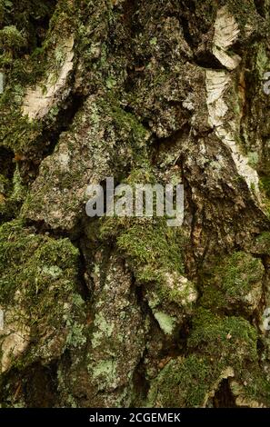 Relief skin of old birch tree. Closeup vertical picture. A rough, uneven, weathered, grooved, lichen and moss-covered trunk with deep cracks. Stock Photo