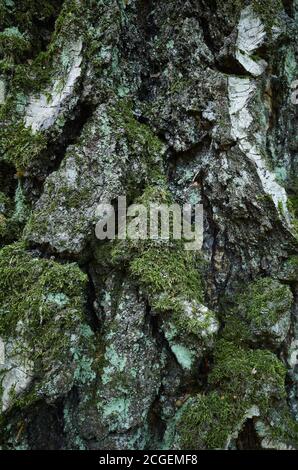 Silver, grey-green trunk of aged birch tree covered with lichen and moss. Close-up vertical picture. Birch tree: Genus Betula, family Betulaceae Stock Photo