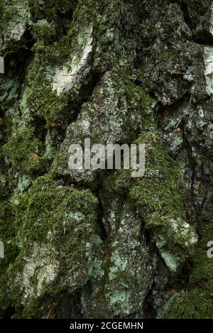 Aged birch tree bark texture. Moss-grown trunk with deep cracks. Silver, green, gray, yellow, white colors. Close up vertical photo Stock Photo