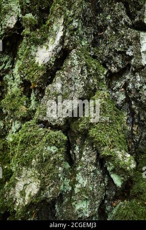 Silver, green-gray textured bark of birch. Moss-covered trunk of old birch tree. Uneven, cracked, grooved surface of aged birch tree trunk. Stock Photo