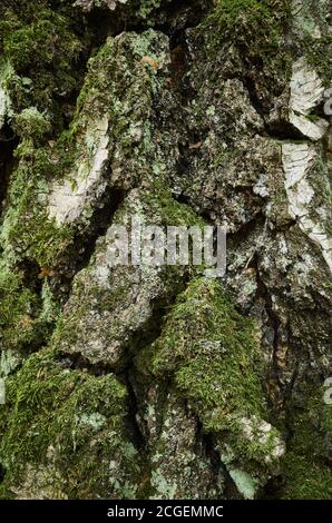 Moss-covered bark of birch tree. Close-up vertical photo. The trunk of old birch with clumsy, segmental, streaked, gnarled rind, covered with lichen Stock Photo