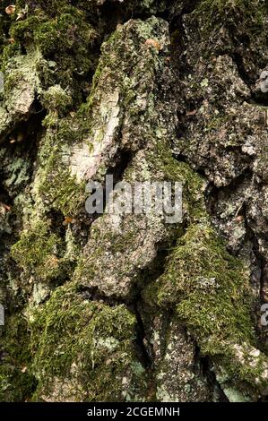 Birch rind pattern. Moss-grown trunk of aged birch tree. Close-up vertical picture. A textured, bumpy, relief, corrugated, fractured, dry bark. Stock Photo